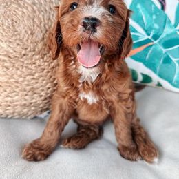 Goldendoodle Puppies from Halo Doodles