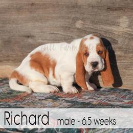 Richard - Red and white male Basset Hound puppy in Jefferson City, Missouri from Triple Hill Farm