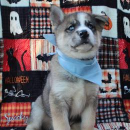 Blue - Black and white male Siberian Husky puppy in York, Pennsylvania from Spalla Pups