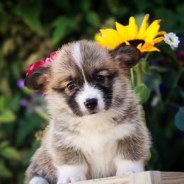 Classy - Red female Pembroke Welsh Corgi puppy in Caliente, California from Rafter Cross 7