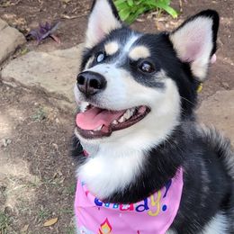 Sabine - Pomsky