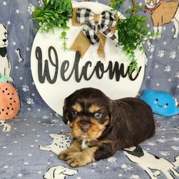 Leo - Chocolate male Cavalier King Charles Spaniel puppy in Marshfield, Missouri from Clearview Kennels