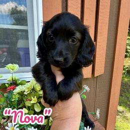Nova - Black and white female Assorted Doodle Crosses puppy in Coal City, Indiana from Angel Blue Dogs