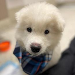 'Red, White, and Blue' (blue boy) - White male Samoyed puppy in Bearcreek, Montana from Morning Star Samoyeds