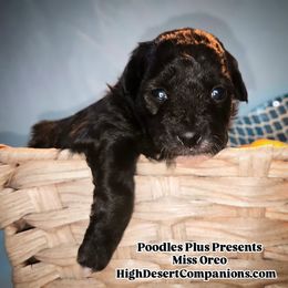 Aussiedoodle, Poodle, and Toy Australian Shepherd Puppies from High Desert Companions