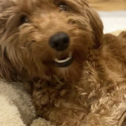 Goldendoodles and Golden Retrievers from Creamy Retrievers