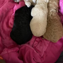 Goldendoodle and Poodle Puppies from Goldendooddle  /Gardy 🐾🐾