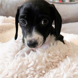 Female 1 - Piebald female Dachshund puppy in Tennessee from Garage Door Kennels