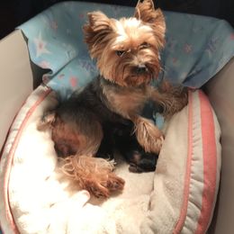 Trudy - Yorkshire Terrier