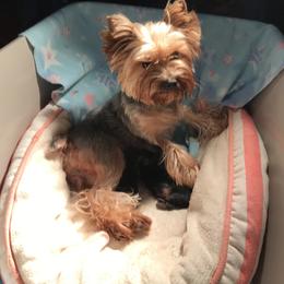 Trudy - Yorkshire Terrier