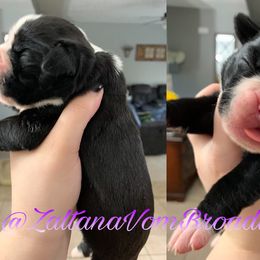 Girl 1 - Boxer puppy in Henderson, Tennessee from Vom Broadvalley