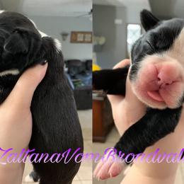 Girl 1 - Boxer puppy in Henderson, Tennessee from Vom Broadvalley