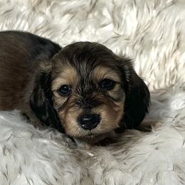 Bebe's Shaded Cream -- Lg - Cream female Dachshund puppy in Kalama, Washington from Dazzling Doxies
