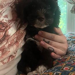J.B. - Black and white male Cockapoo puppy in Lillington, North Carolina from Peace, Love, and Puppies at the Creek