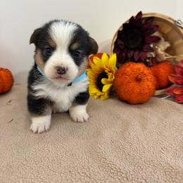 Bear - Black and tan male Pembroke Welsh Corgi puppy in Millsap, Texas from Punchy Pembroke Ranch