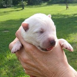 Girl 2 - White female German Shepherd puppy in Bexar County, Texas from Scenic Creek German Shepherds and White Swiss Shepherds