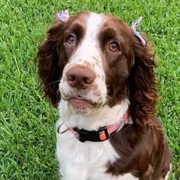 English Springer Spaniels from 7UL Springers
