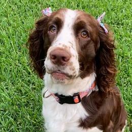 English Springer Spaniels from 7UL Springers