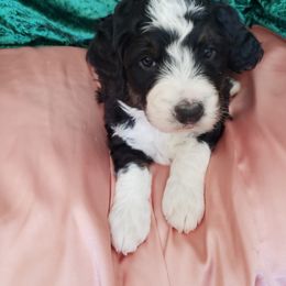 Bernedoodle Puppies from Badlands Bernedoodles