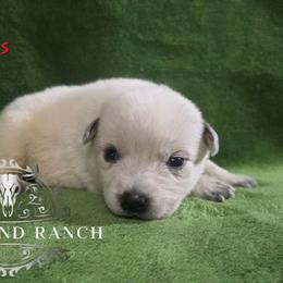 Eros - Blue male Australian Cattle Dog puppy in Silsbee, Texas from Rockin ND Ranch