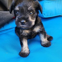 Miniature Schnauzer Puppies from Byrd's House