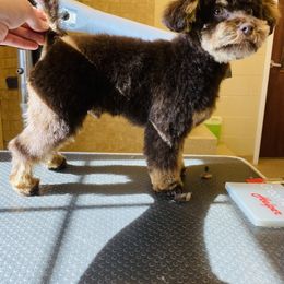 Aussiedoodle and Poodle All Grown Up from Ohana Companions