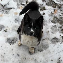 Aurora - Black and white female Pomsky puppy in La Vergne, Tennessee from Atencio Pomsky