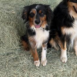 Dottie - Miniature Australian Shepherd