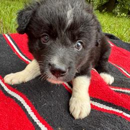 Han - Black and white male Border Collie puppy in Winnsboro, Texas from Pecan Grove Pups