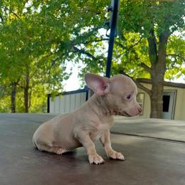 Moose - Merle male Chihuahua puppy in Alvord, Texas from Gift of Gods Favor