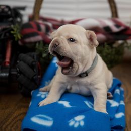 Boy 3 - Cream French Bulldog puppy in West Bloomfield, Michigan from Bully Snob