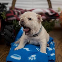 Boy 3 - Cream French Bulldog puppy in West Bloomfield, Michigan from Bully Snob
