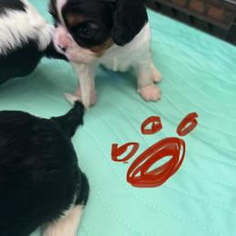 Ms. Red - Tri-color female Cavalier King Charles Spaniel puppy in Rocky Ford, Colorado from Scofield Cavaliers