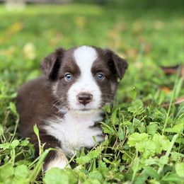 Happy - Red & white male Miniature Australian Shepherd puppy in Stuart, Virginia from Apple Tree Mini Aussies