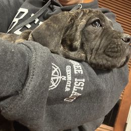 Dark Purple Collar - Chestnut brindle female Cane Corso puppy in Niota, Tennessee from DTM Cane Corso