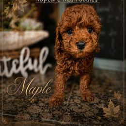 Maple - Red  male Poodle puppy in Midway City, California from Shawna's Poodles