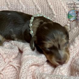 Houda - Dapple female Dachshund puppy in Fayetteville, West Virginia from Loop Creek Dachshunds