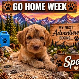 Sport - Red male Australian Labradoodle puppy in Eastover, North Carolina from Joyful Hearts Australian Labradoodles