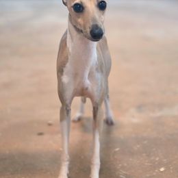 Edit - Italian Greyhound