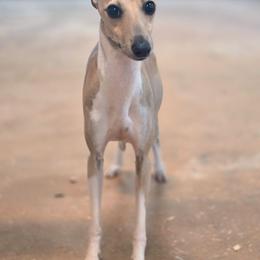 Edit - Italian Greyhound