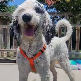 Sheepadoodle puppies from Puppy by Design