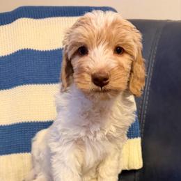 Girl 1 Skye - Parti female Goldendoodle puppy in Newark, Ohio from Valleydayle Doodles and Wheatens