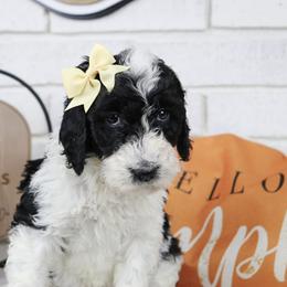 Jessie - Parti female Labradoodle puppy in Bryantown, Maryland from Doodles on Duty