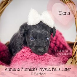 Elena - Black Yorkipoo puppy in Cleveland, Tennessee from Edgewater Doodles & Designer Pups