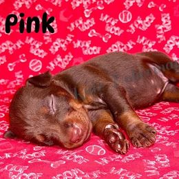Pink Collar - Red and rust female Doberman Pinscher puppy in Louisville, Kentucky from Ruiz Dobermans