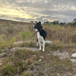 Kenzie - Border Collie