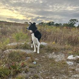 Kenzie - Border Collie