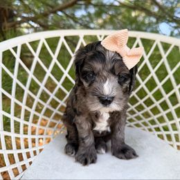 Posh - Mini - Merle female Australian Labradoodle puppy in Wamego, Kansas from Doodles of Oz