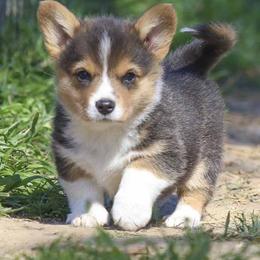 Pembroke Welsh Corgi Puppies from Rees Corgis