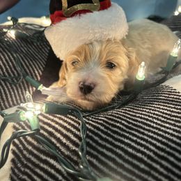 Shepherd - Sable and white male Cockapoo puppy in Elgin, Texas from Good Grief Doodles